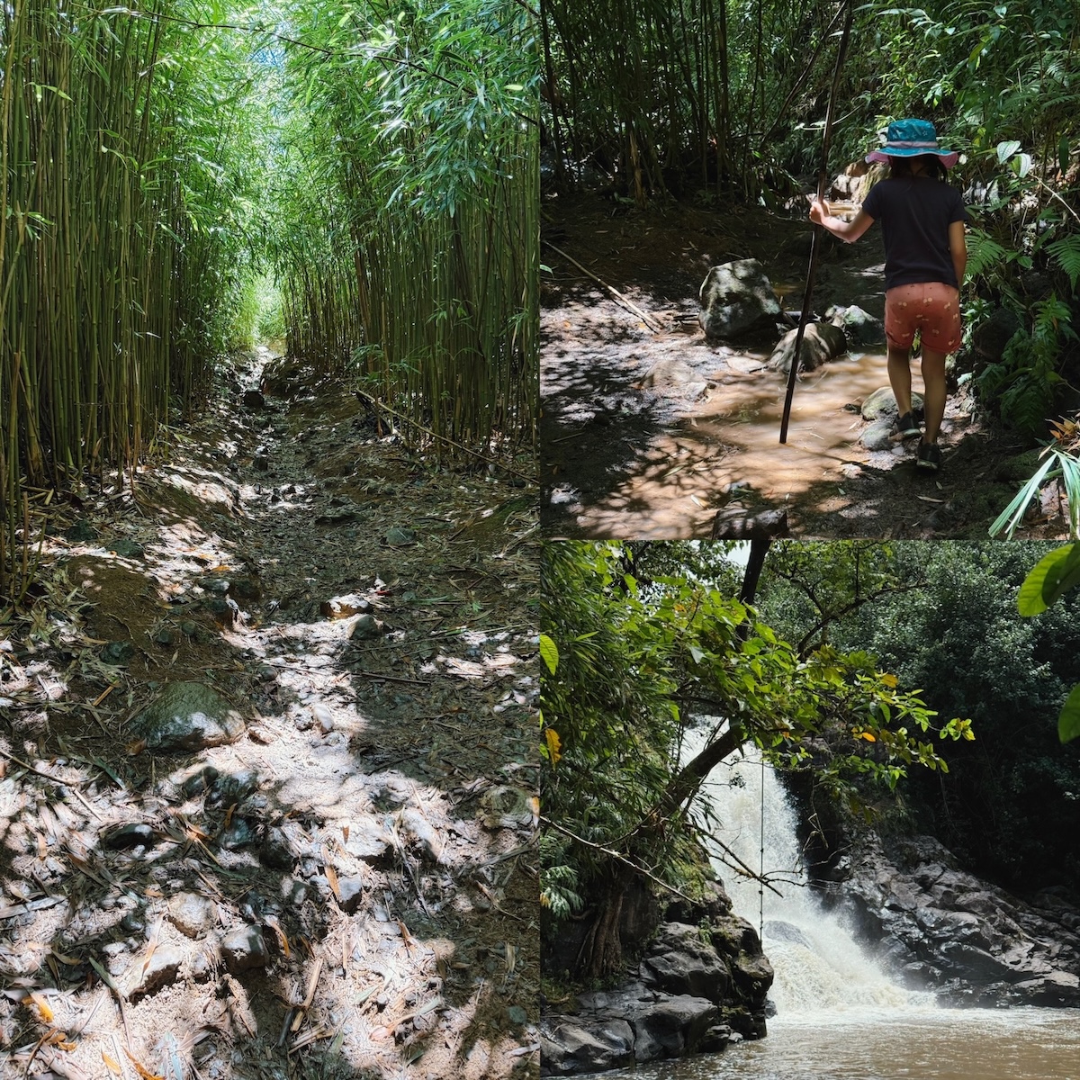 Photos from Hiking Maui’s Hidden Bamboo Forest
