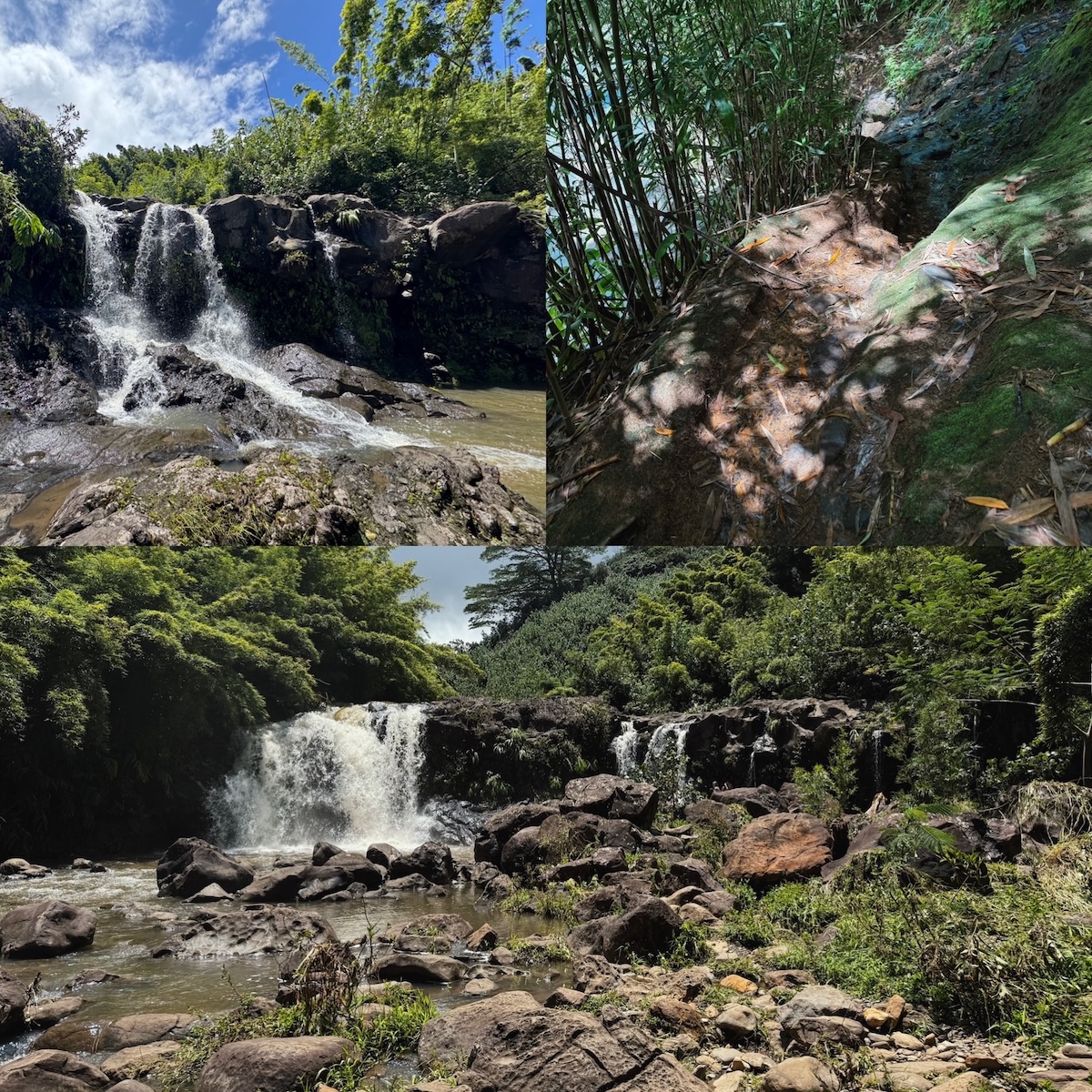 Photos from Hiking Maui’s Hidden Bamboo Forest