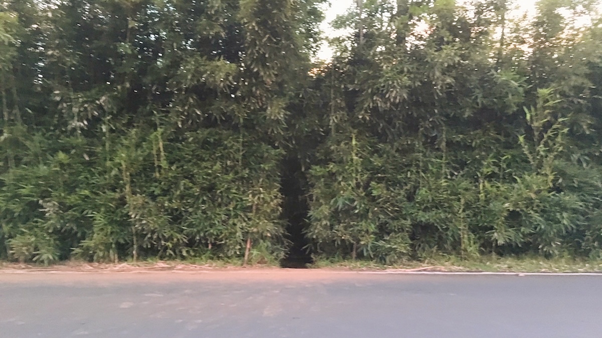 The Hidden Entrance to the Bamboo Forest