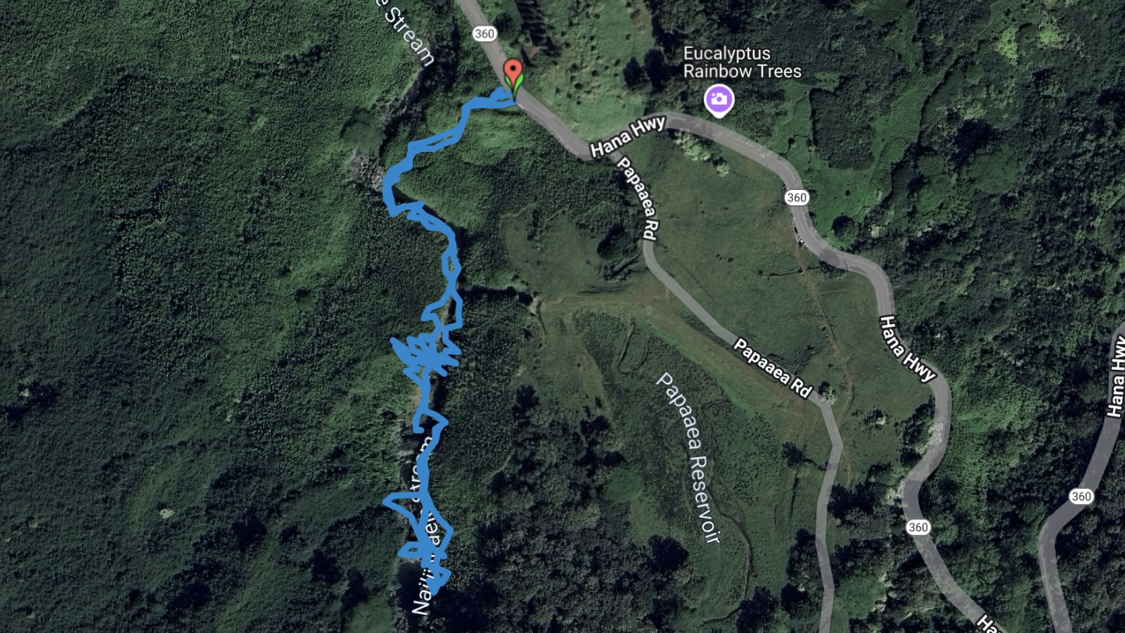 Maui's Hidden Bamboo Forest Hike