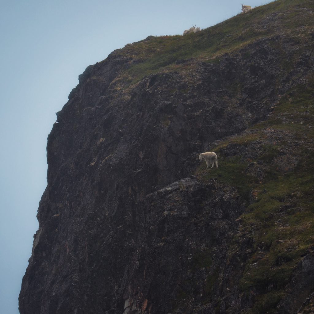 A Mountain Goat on the Edge of a Cliff