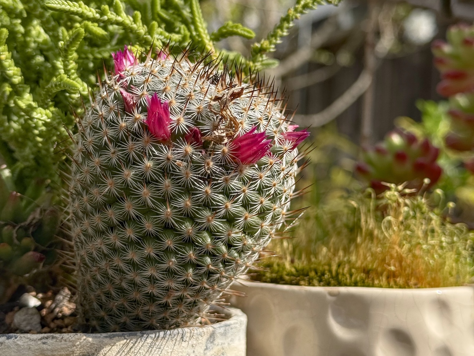 A small, round cactus with geometric patterns of spines displays vibrant pink-magenta flowers blooming from its top, planted in a stone pot alongside fern-like foliage and moss in a white container.