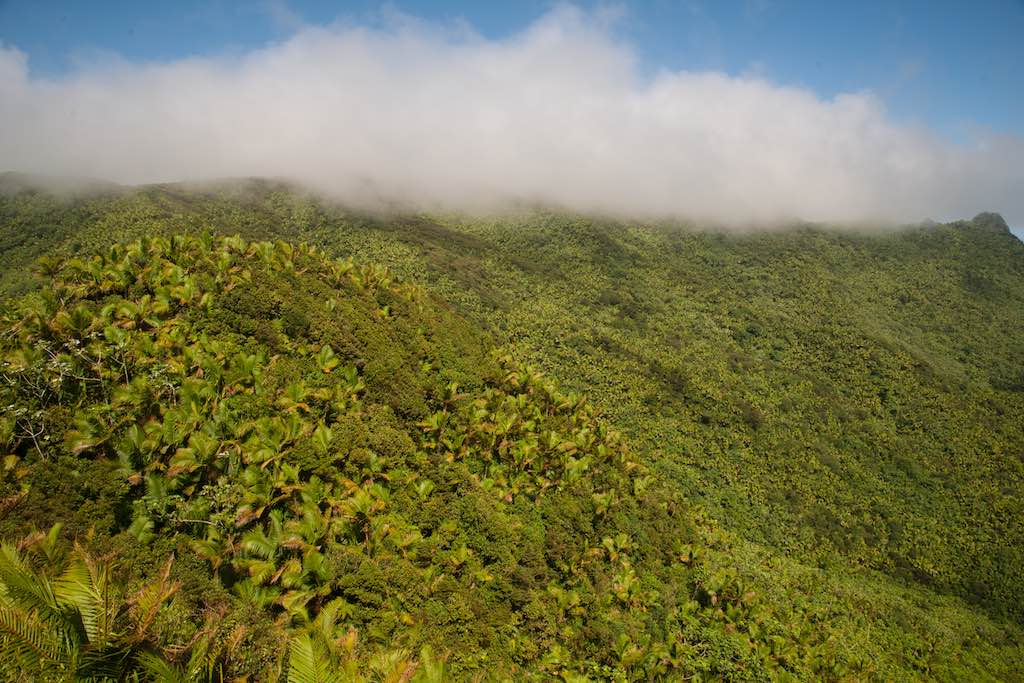El Yunque National Forest