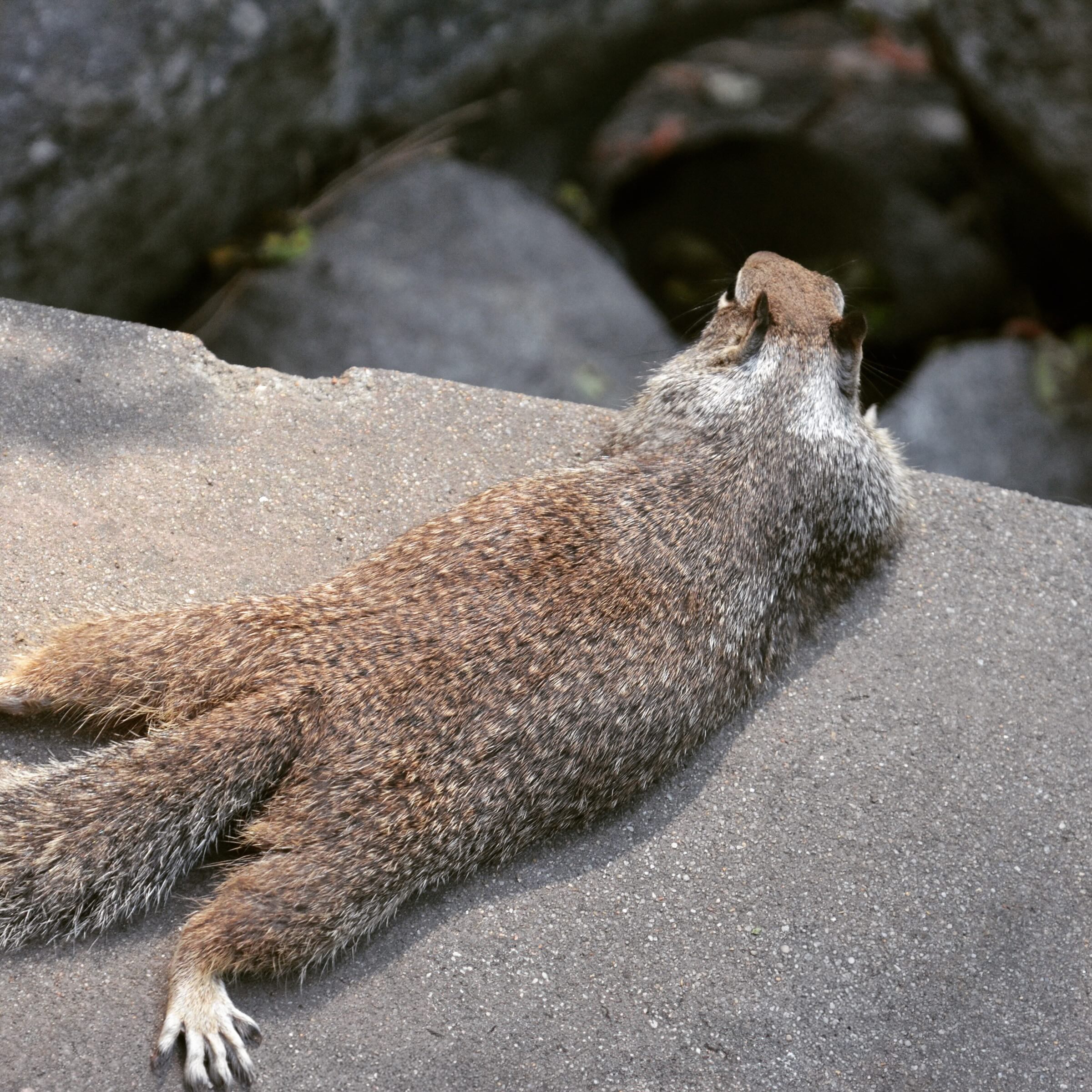 A California ground squirrel lies flat on its belly on a slab of grey stone.