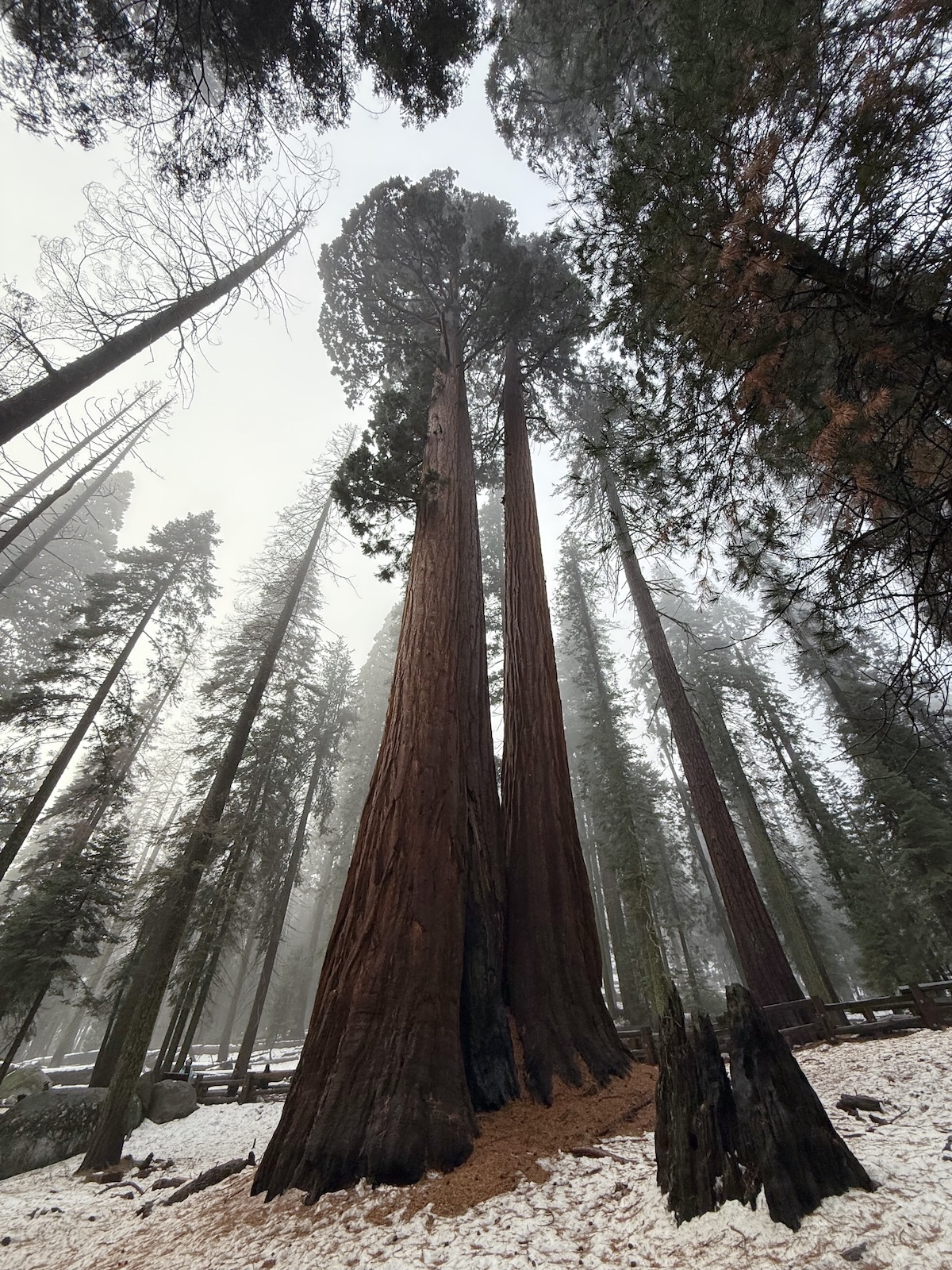 Sequoia trees with snow on the ground